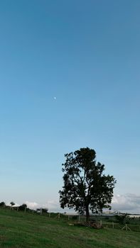 A lonely tree stands on a vast green field under a clear blue sky with a distant moon.