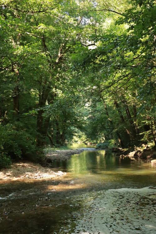 Free Peaceful forest stream surrounded by lush green trees captured during summer. Stock Photo