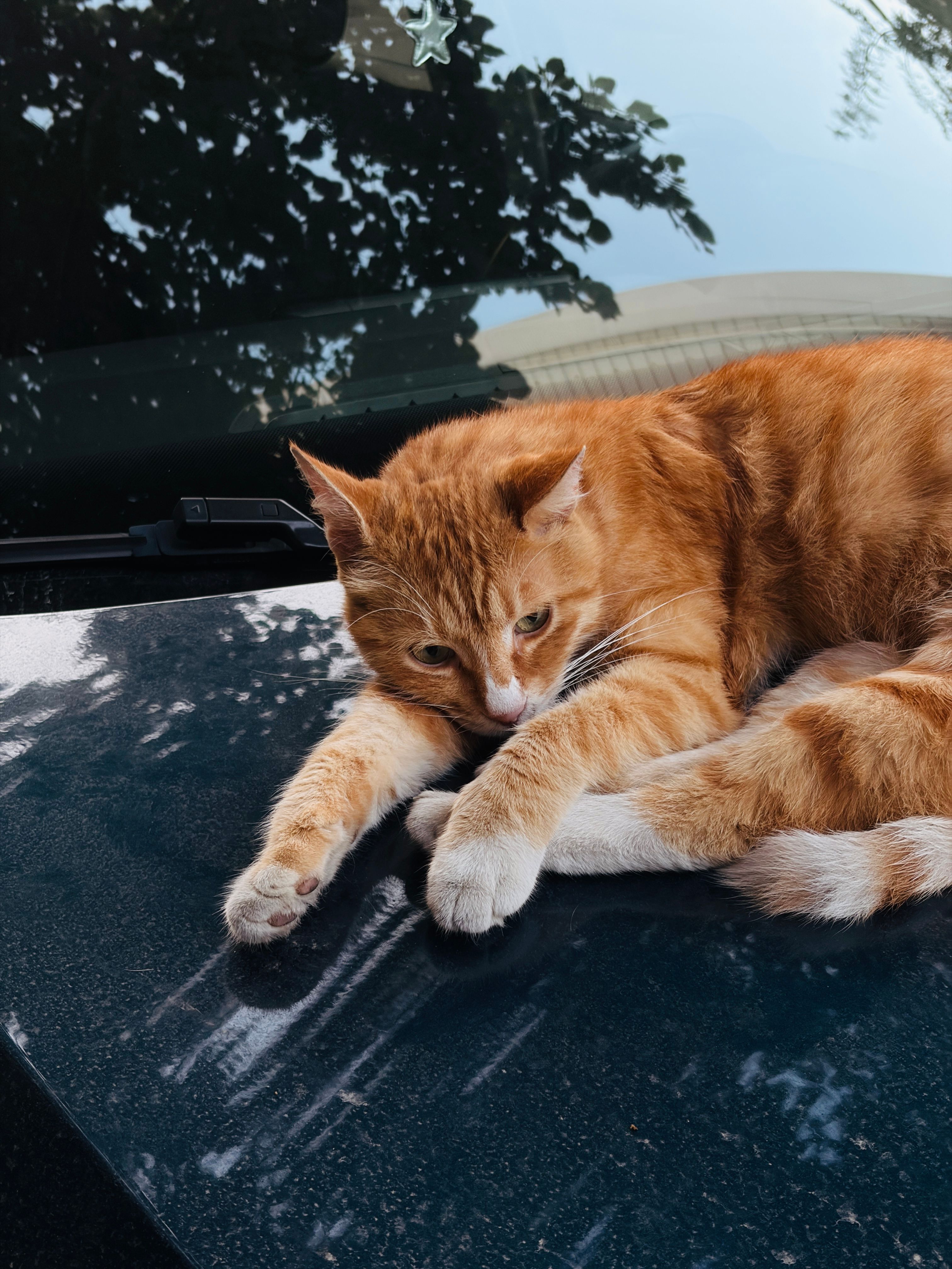 Orange tabby cat lounging on a car hood under the daylight outdoors. Peaceful feline scene.