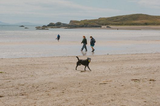 A black Labrador playing on a Welsh beach as people stroll by the seaside.
