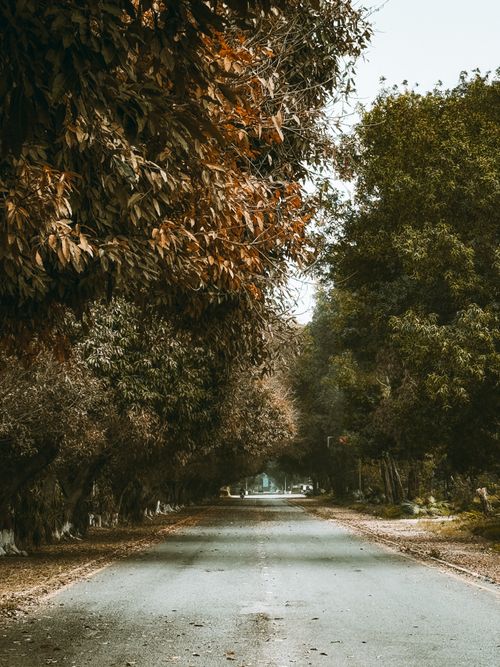 Free A peaceful autumn road flanked by vibrant leafy trees, exuding tranquility and nature's beauty. Stock Photo