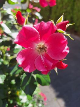 Close-up of a vivid pink rose in full bloom, showcasing delicate petals and natural beauty.