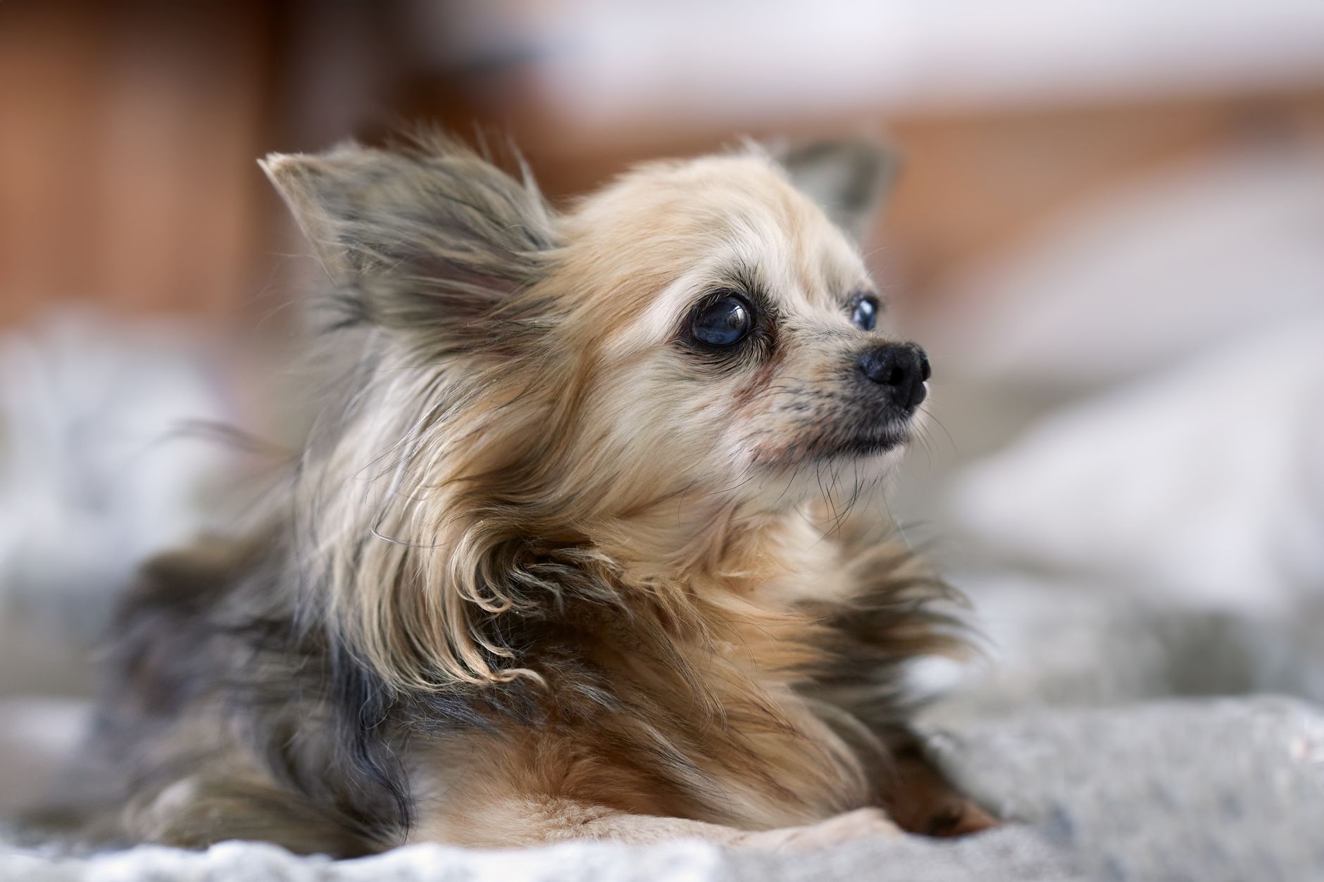 Healthcare and wellness consultation for a dog
