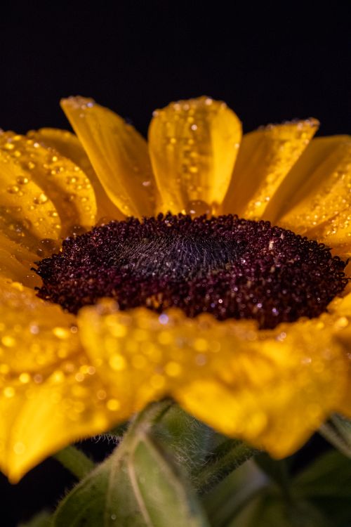 Free Close-up of a vibrant sunflower with dewdrops, showcasing nature's beauty. Stock Photo