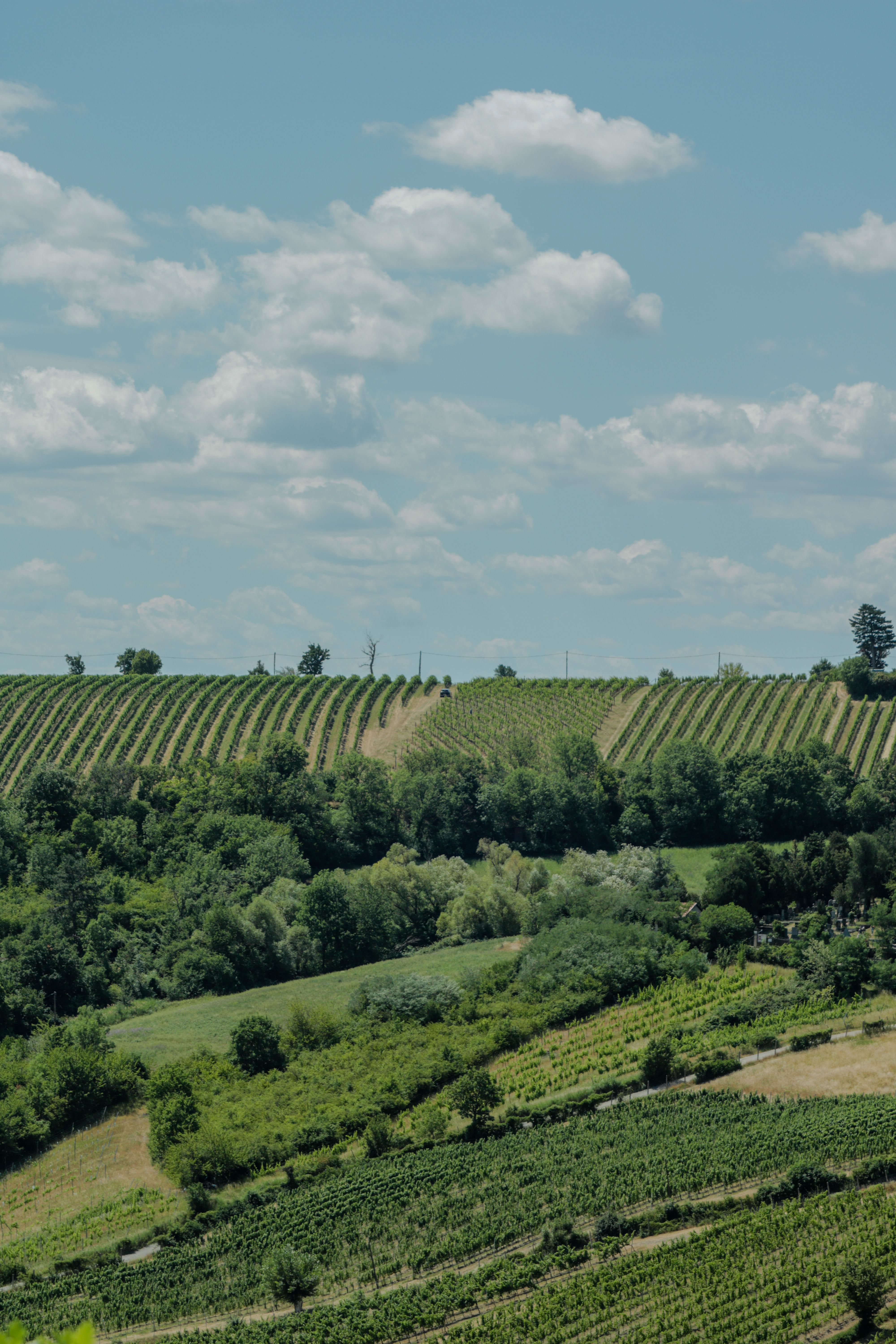 Sunlit vineyard rows stretch across the hills of Vienna, Austria under a bright summer sky.
