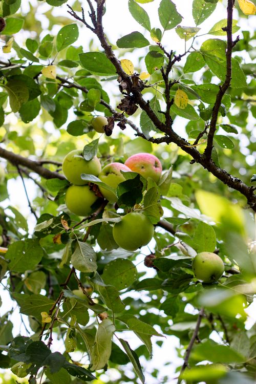 Free Cluster of ripe apples hanging from a tree amid lush green leaves in a sunny orchard. Stock Photo