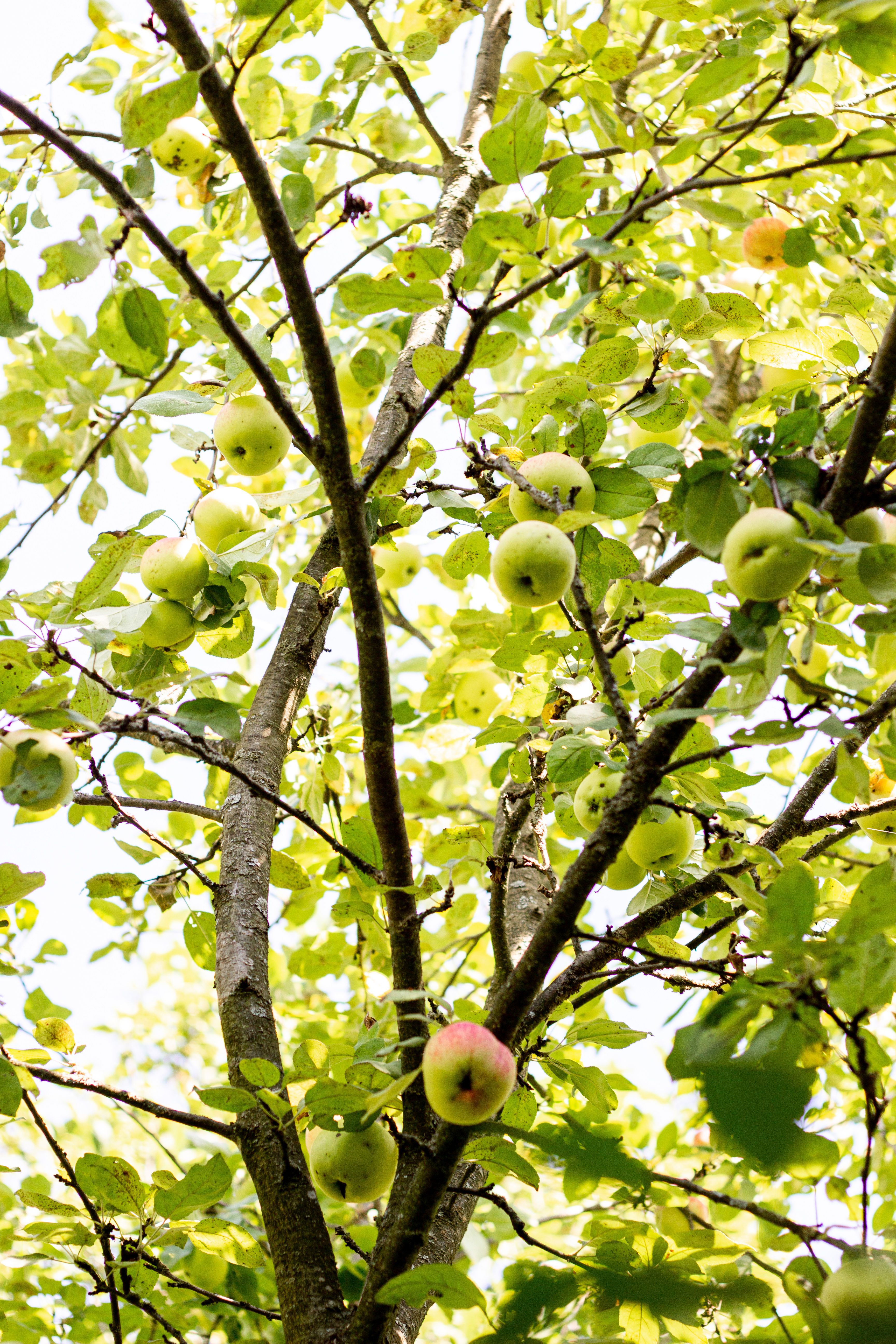 Close-up of apples on tree branches, highlighting fresh foliage in bright spring sunlight.