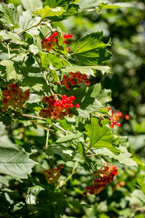 Free Close-up of vibrant red berries on lush green foliage, captured in natural sunlight. Stock Photo