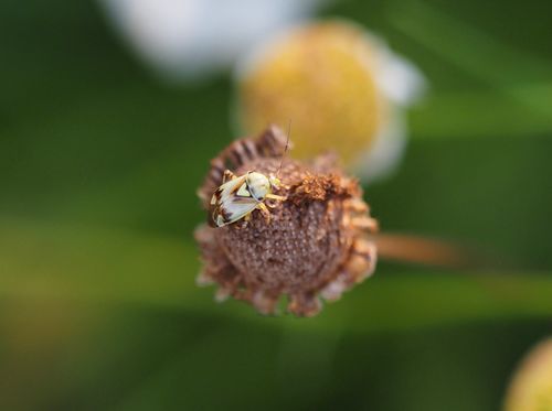 Free Close-up of a pale bug on a wilted flower against a blurred green background. Stock Photo