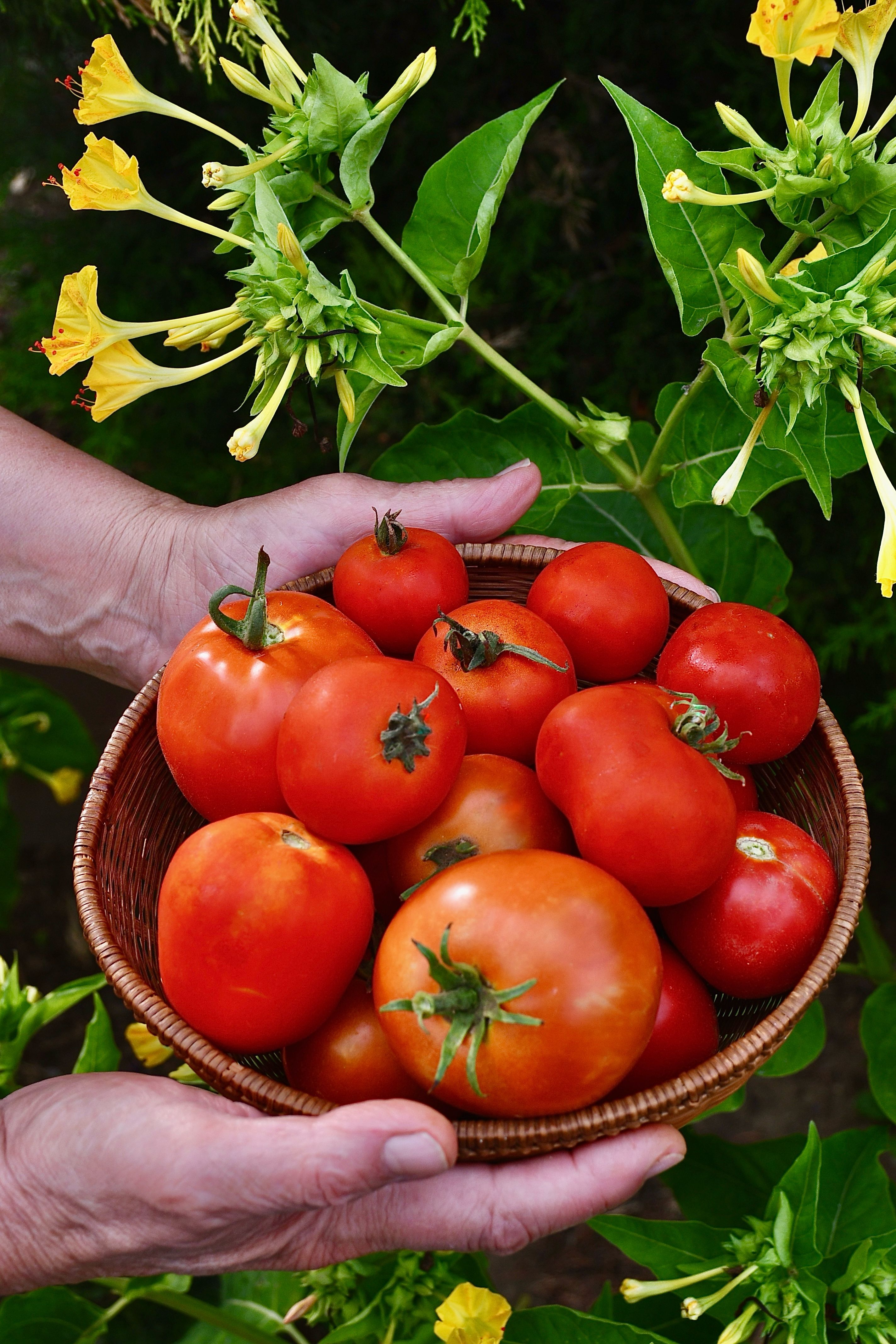 Hands holding a basket of ripe tomatoes from the garden