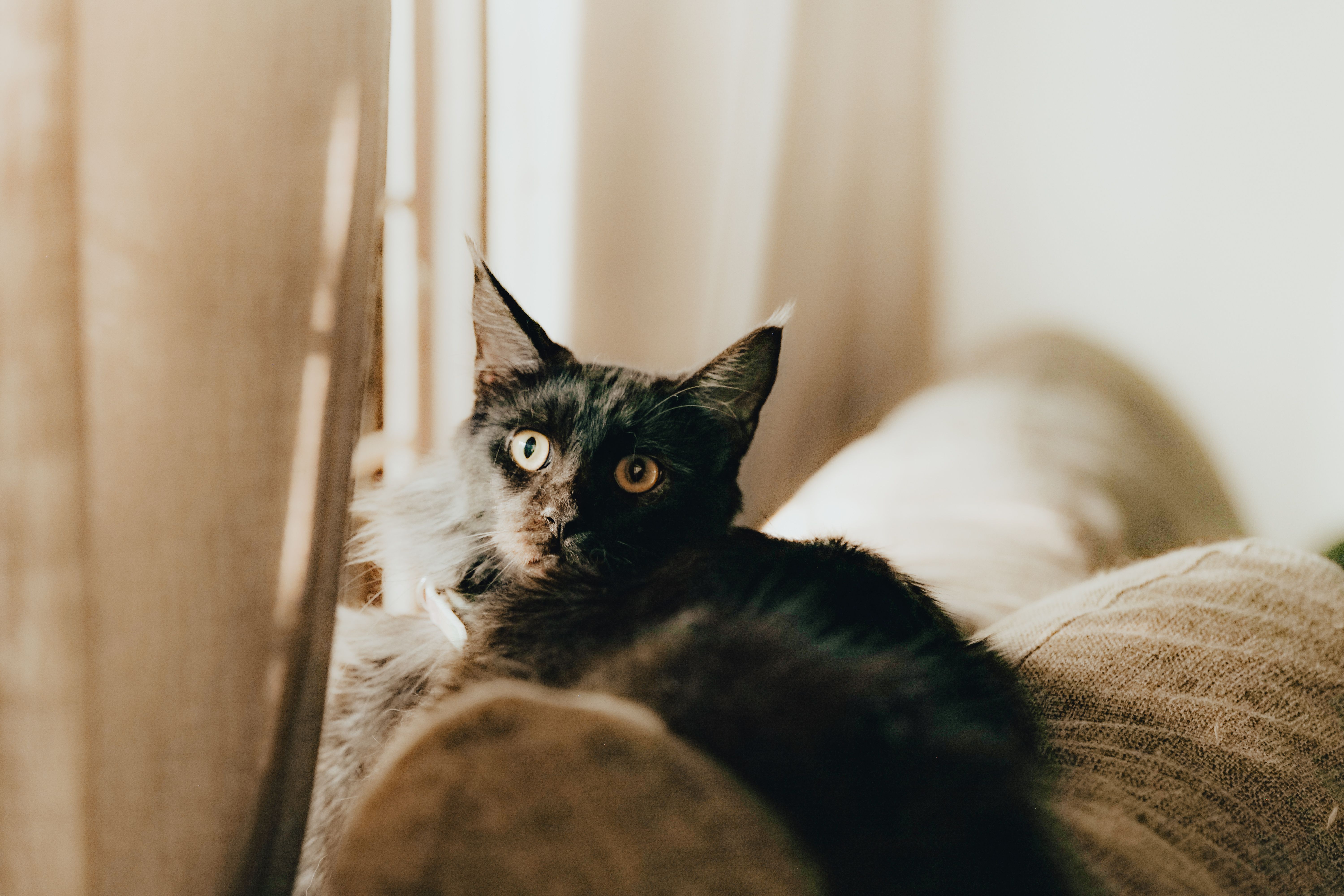 Portrait of a cat at a veterinary clinic