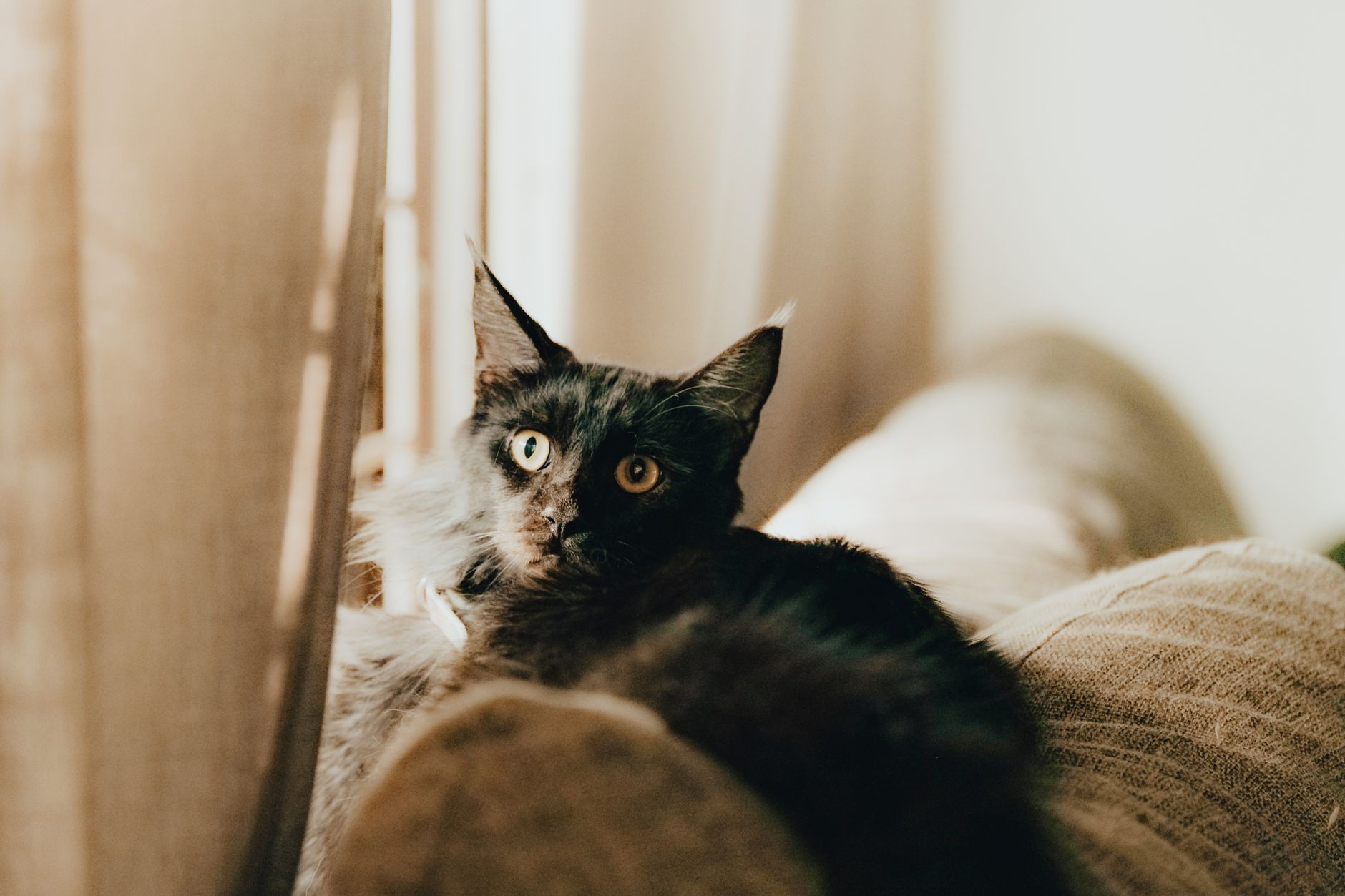 Portrait of a cat at a veterinary clinic