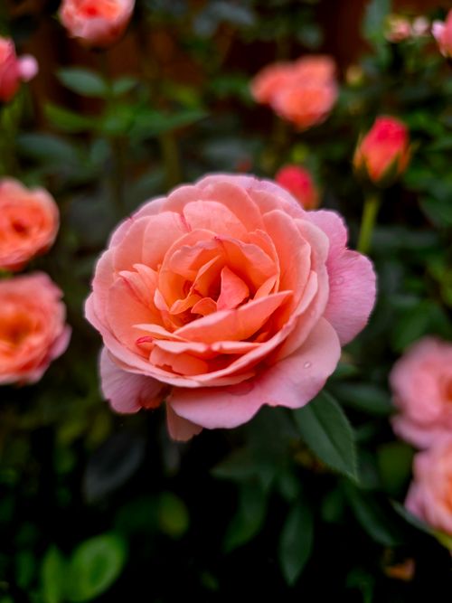 Free Close-up view of a vibrant pink rose flower in full bloom with lush green foliage in the background. Stock Photo