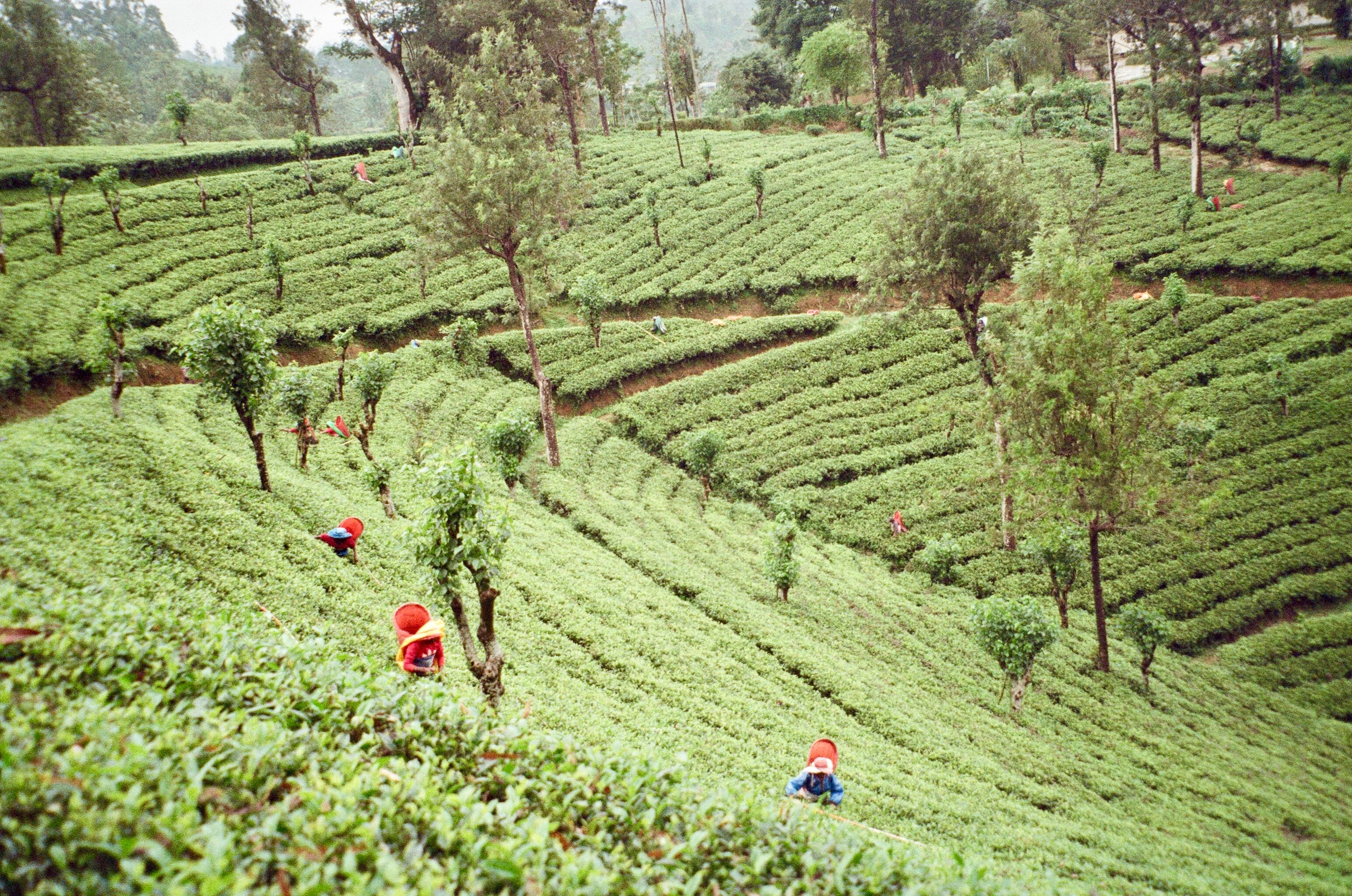 Best Tea Plantations in Sri Lanka: Where to Visit and What to Expect