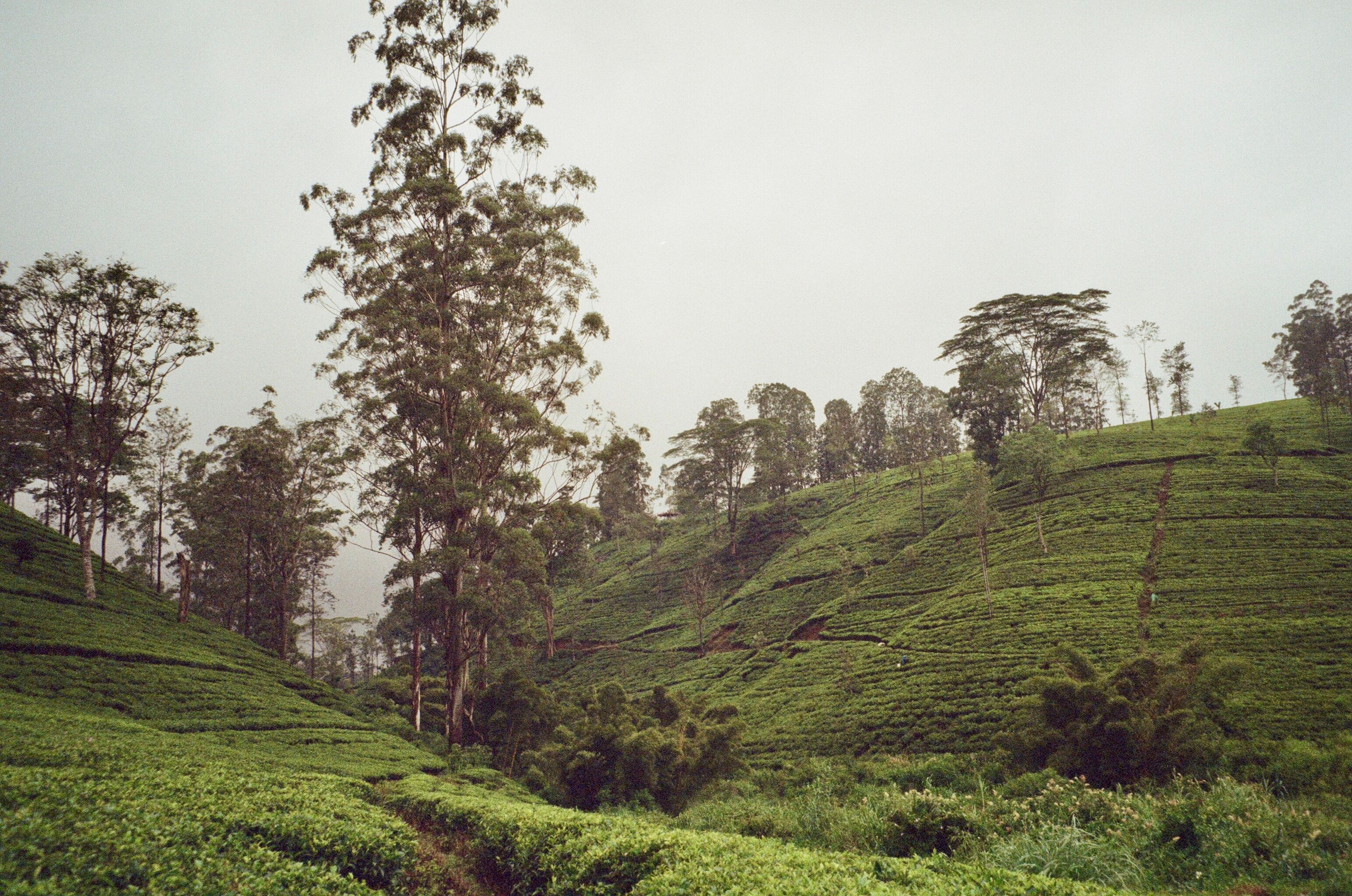 Tea Plantations in Sri Lanka