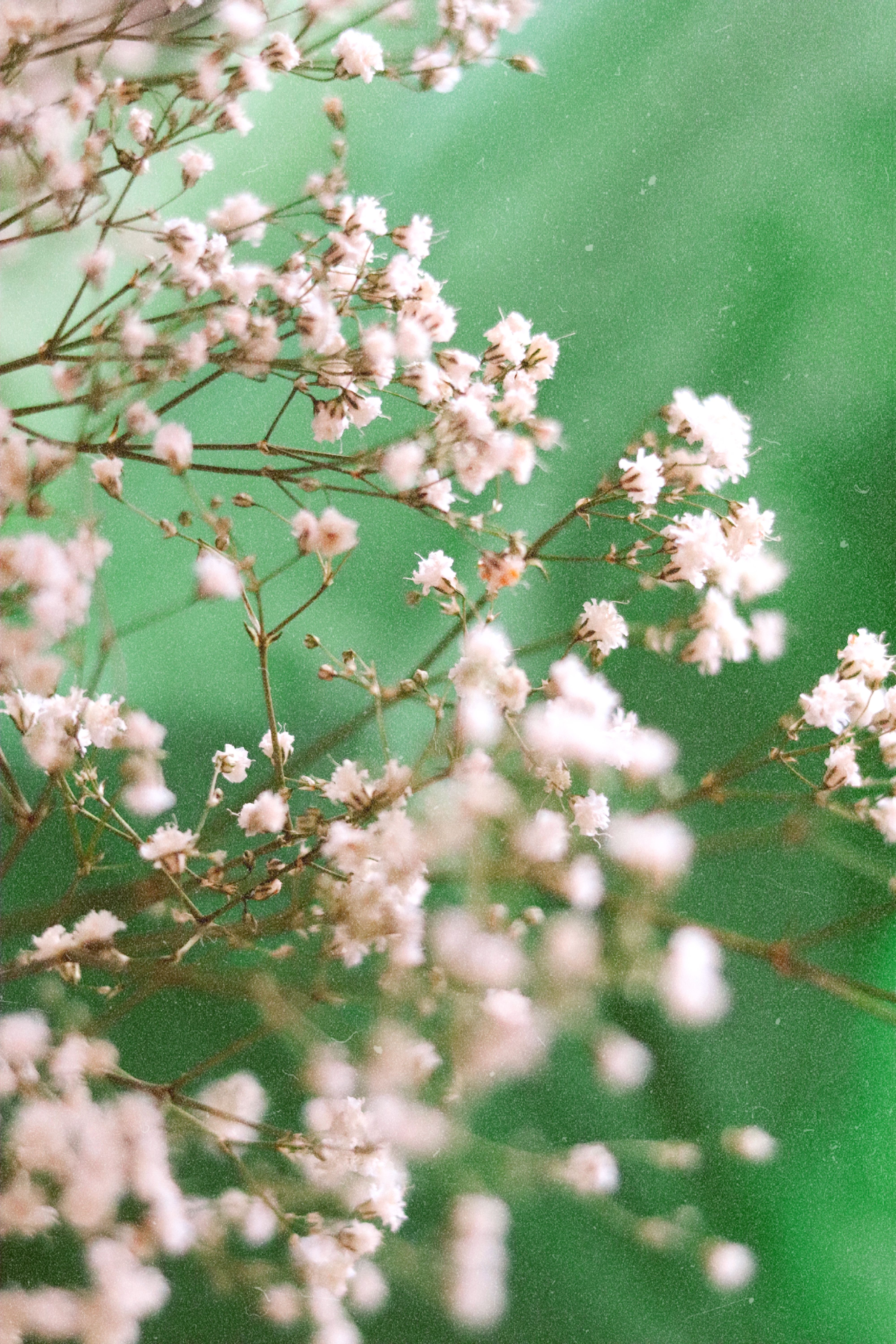 [ColoSach]-soft-white-baby's-breath-flowers-against-a-vibrant-green-backdrop-exuding-natural-beauty.