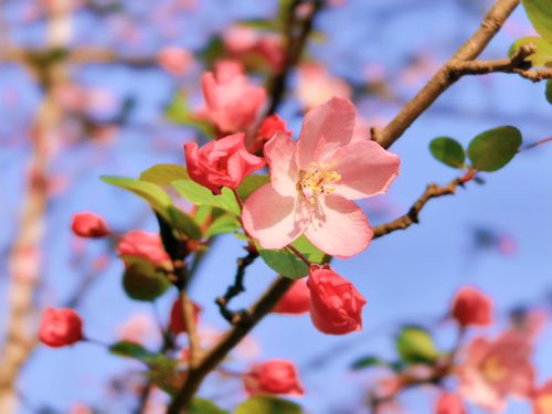 Free Beautiful pink blossoms on a branch with a clear blue sky backdrop, capturing spring's natural beauty. Stock Photo