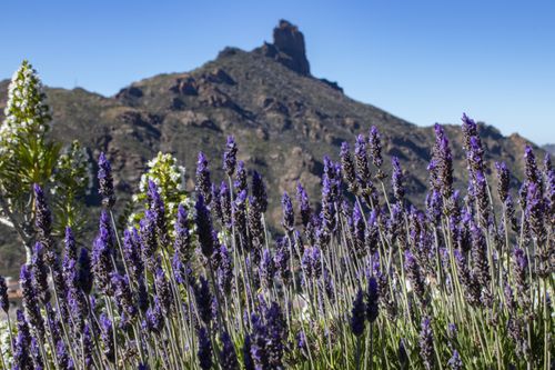 Free Lavender flowers in Tejeda with majestic Roque Bentayga under a clear blue sky. Stock Photo