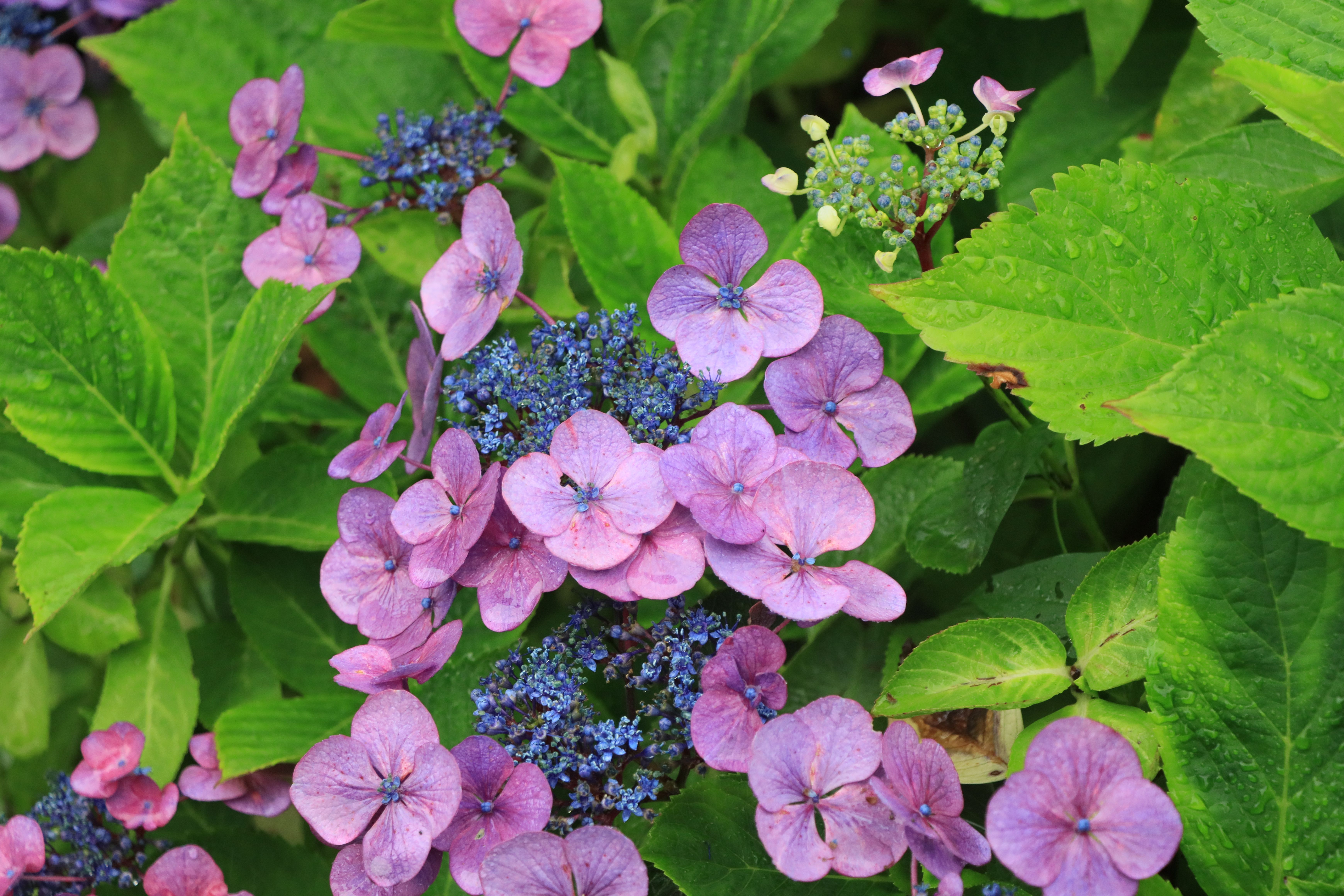 [ColoSach]-close-up-of-blooming-purple-lacecap-hydrangea-surrounded-by-green-leaves-in-an-english-garden.