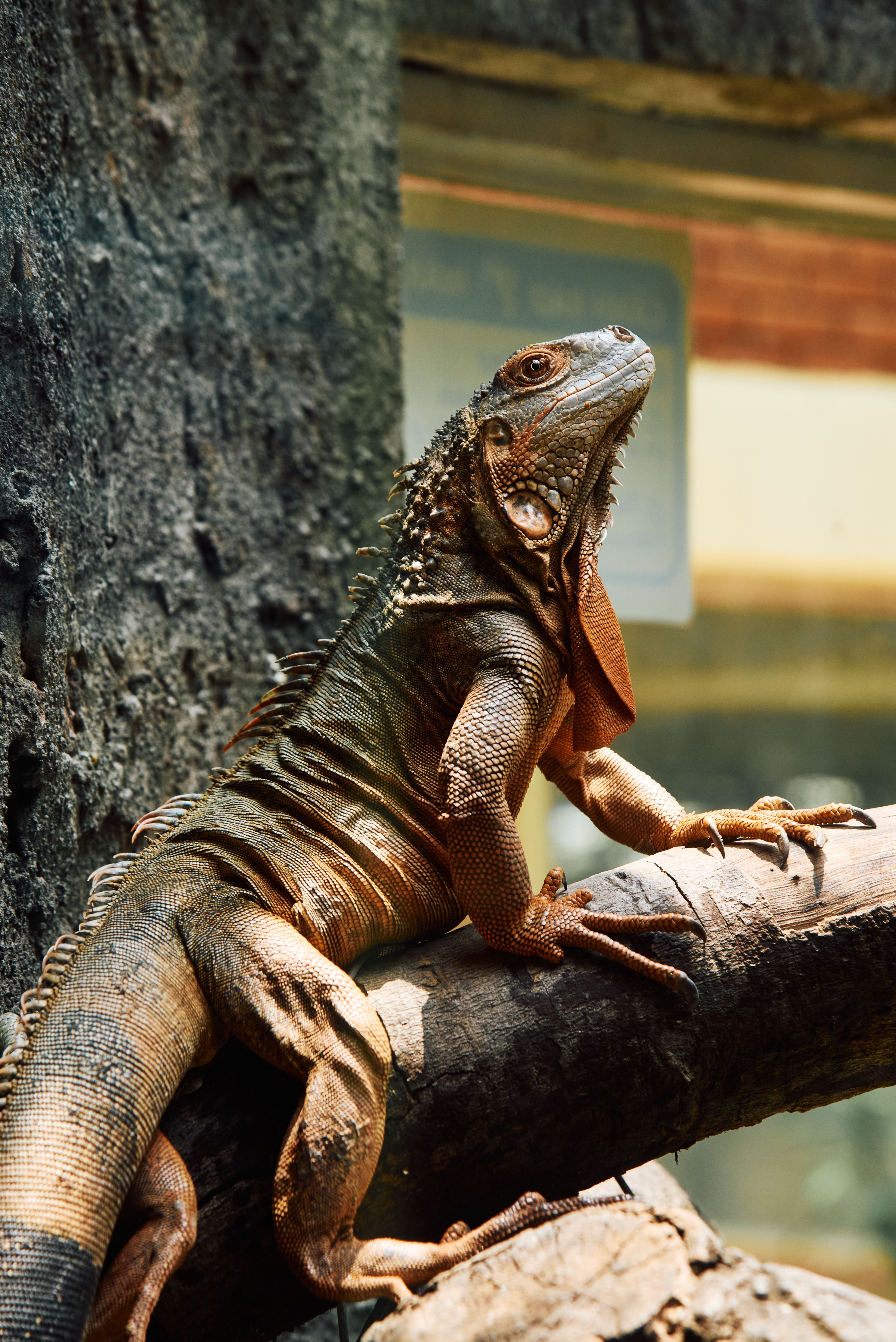 Stunning iguana basking on a branch in Ho Chi Minh City, Vietnam.