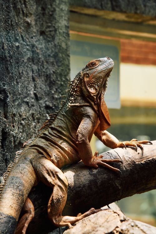 Free Stunning iguana basking on a branch in Ho Chi Minh City, Vietnam. Stock Photo