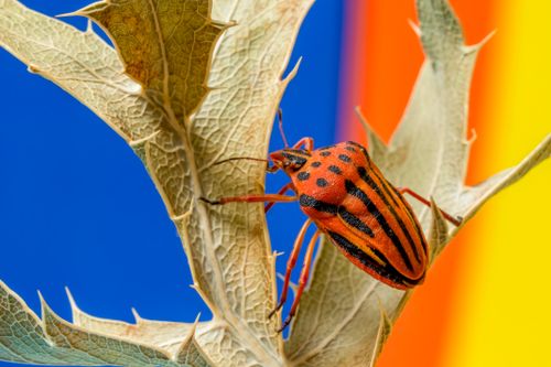 Free Macro shot of a red and black striped stink bug perched on a leaf against a colorful background. Stock Photo