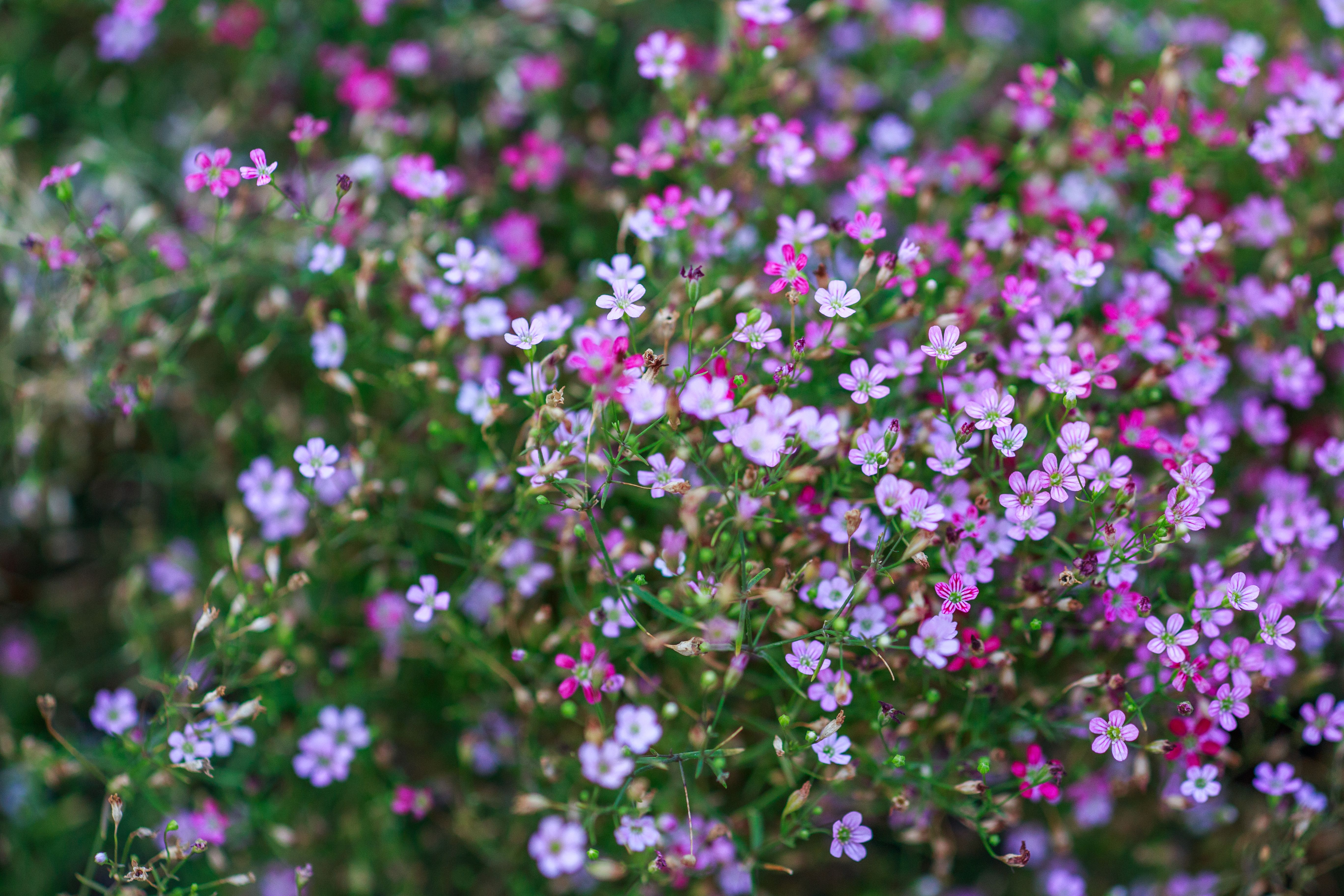 [ColoSach]-vibrant-pink-and-purple-flowers-in-full-bloom-create-a-colorful-spring-scene.