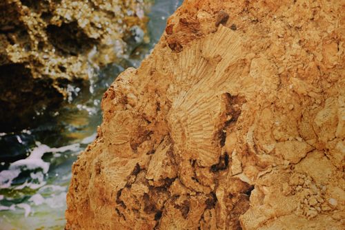 Free Detailed view of fossil embedded in rocky cliff by the sea, showcasing natural textures. Stock Photo