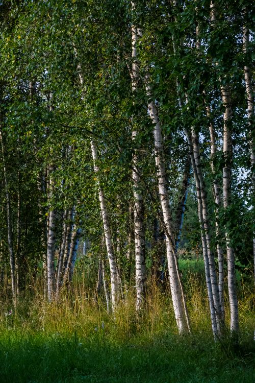 Free Captivating birch trees in a lush forest setting, evoking tranquility. Stock Photo