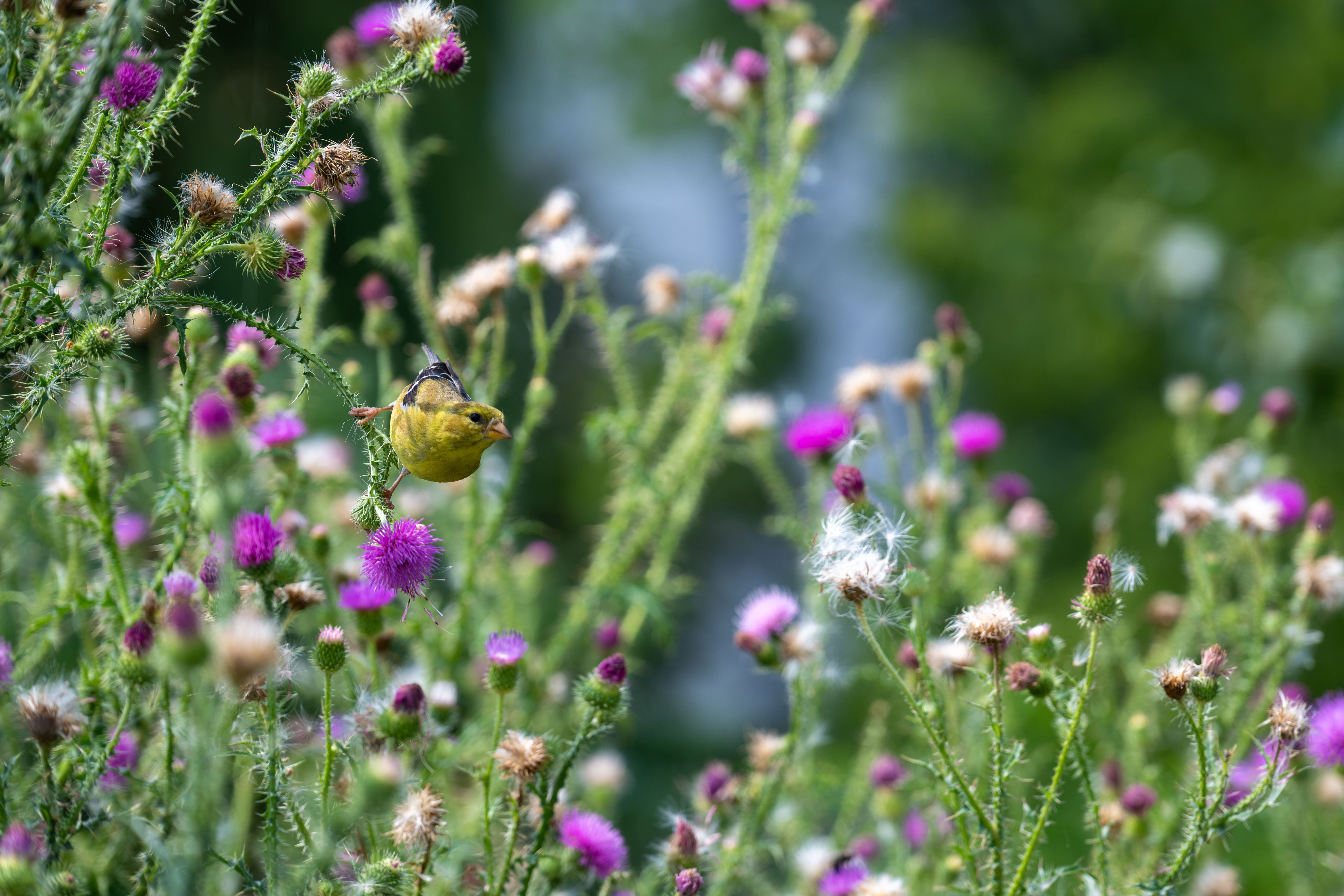 Incorporating Water Features in Your Garden