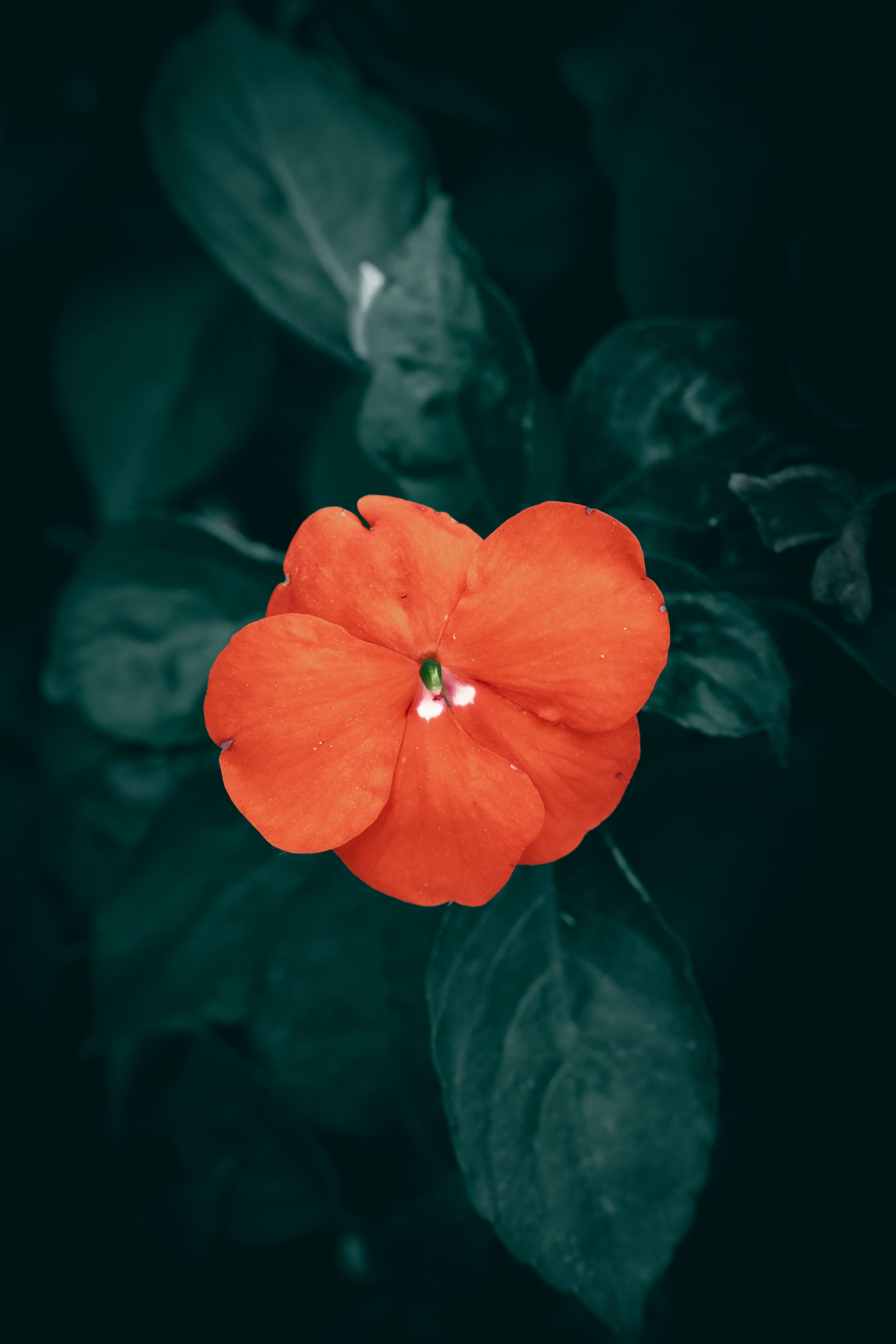 Vibrant closeup of a bright orange Busy Lizzie flower with dark green leaves in the background.