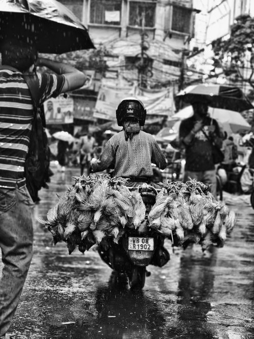 Free A busy Kolkata street scene in the rain, featuring a motorbike vendor transporting chickens. Stock Photo