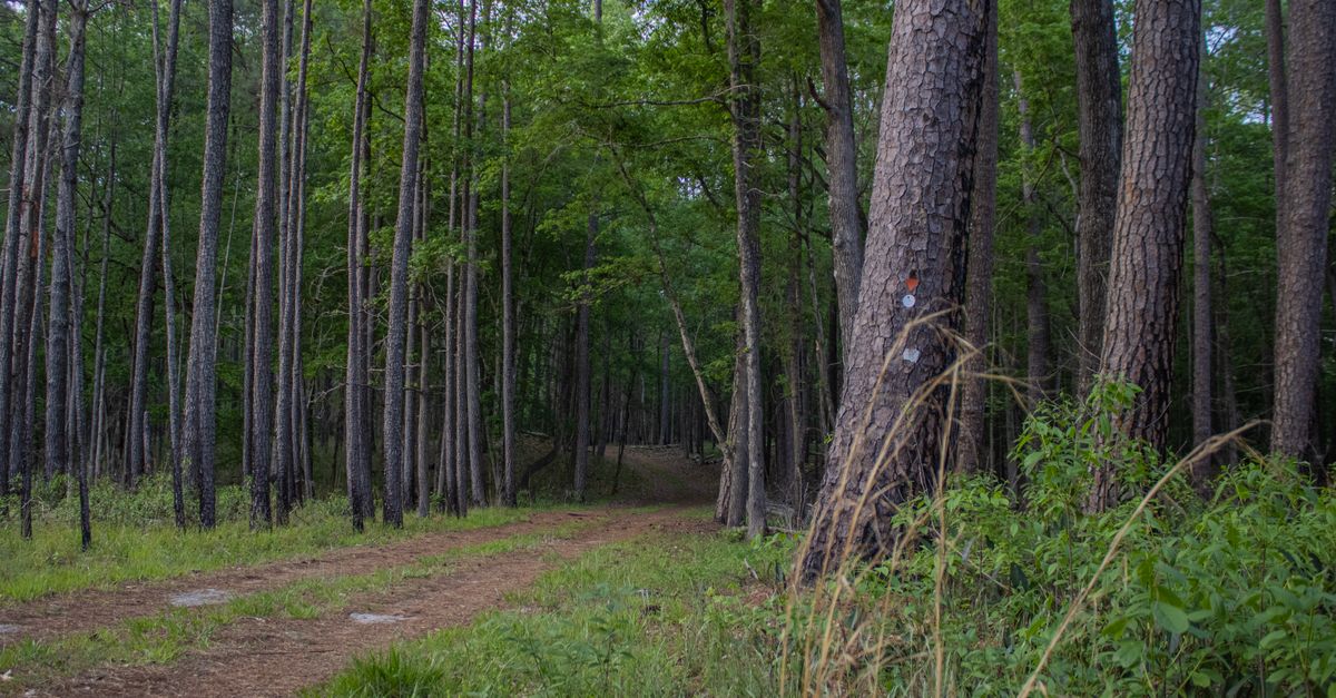 Explore a tranquil forest path surrounded by tall trees in Gatesville, capturing nature's serenity.