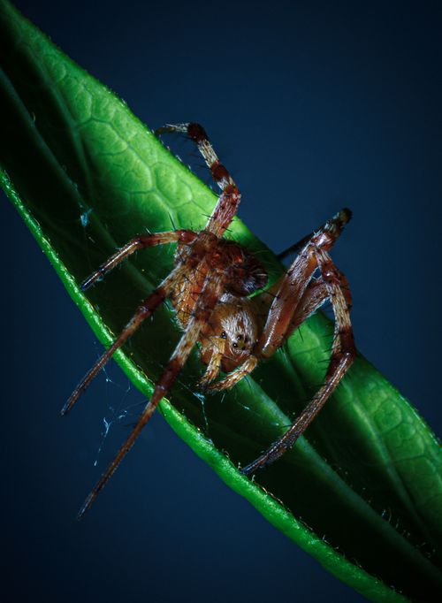 Free Detailed macro photograph of a spider perched on a green leaf, showcasing intricate details and natural beauty. Stock Photo