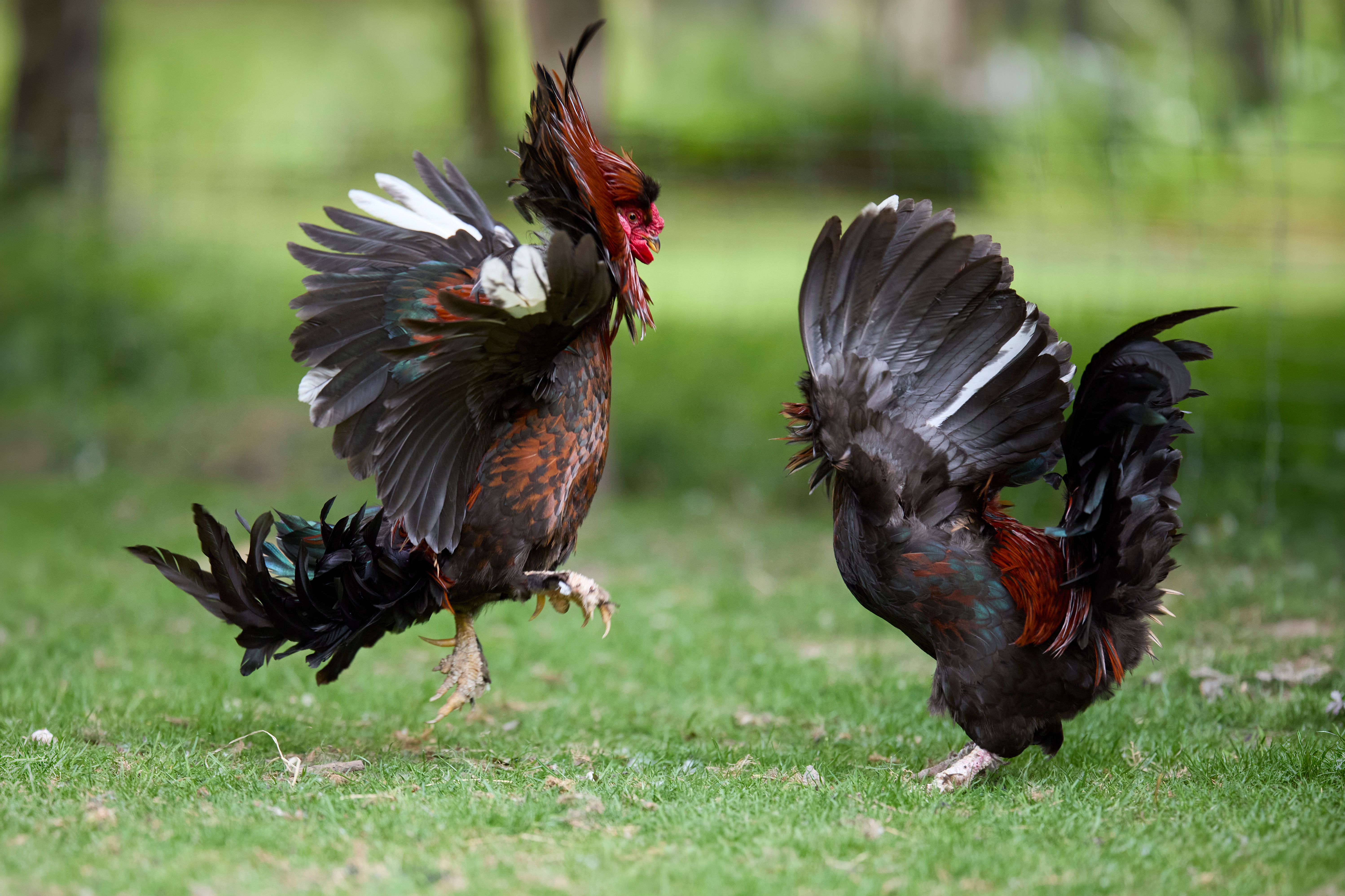 นักอ่านกำลังเปรียบเทียบกติกาสนามไก่ชน เอกสารใบอนุญาต และข้อมูลเว็บไซต์บนโต๊ะไม้เรียบหรู