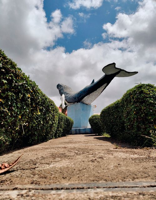 Free A striking whale sculpture appears amidst well-trimmed hedges against a cloudy sky backdrop. Stock Photo