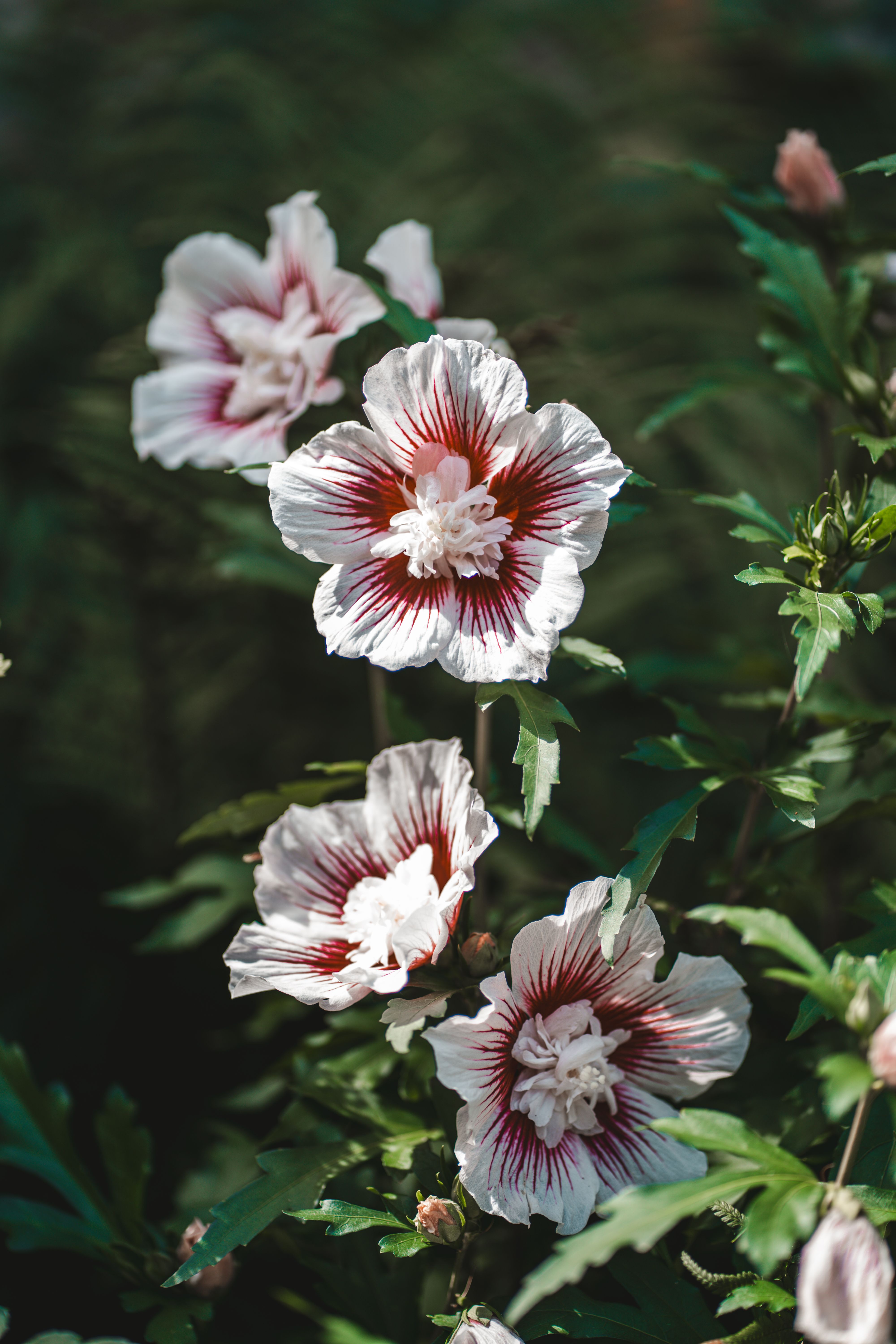 [ColoSach]-a-cluster-of-blooming-hibiscus-flowers-with-white-and-pink-petals-basking-in-the-sunlight.