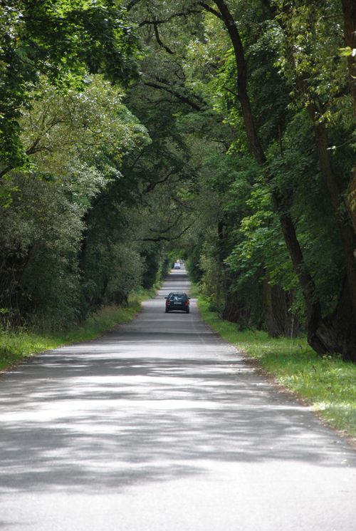 Free A tranquil road surrounded by lush green trees in Belarus, perfect for peaceful drives. Stock Photo
