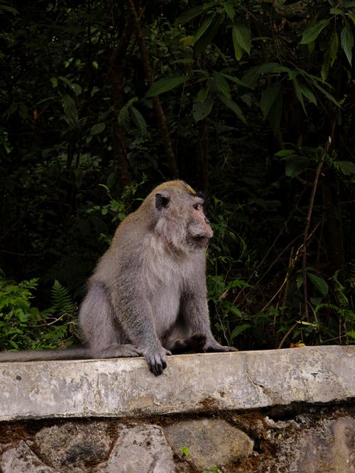 Free Long-tailed macaque (Macaca fascicularis) sitting on stone wall in tropical forest. Stock Photo