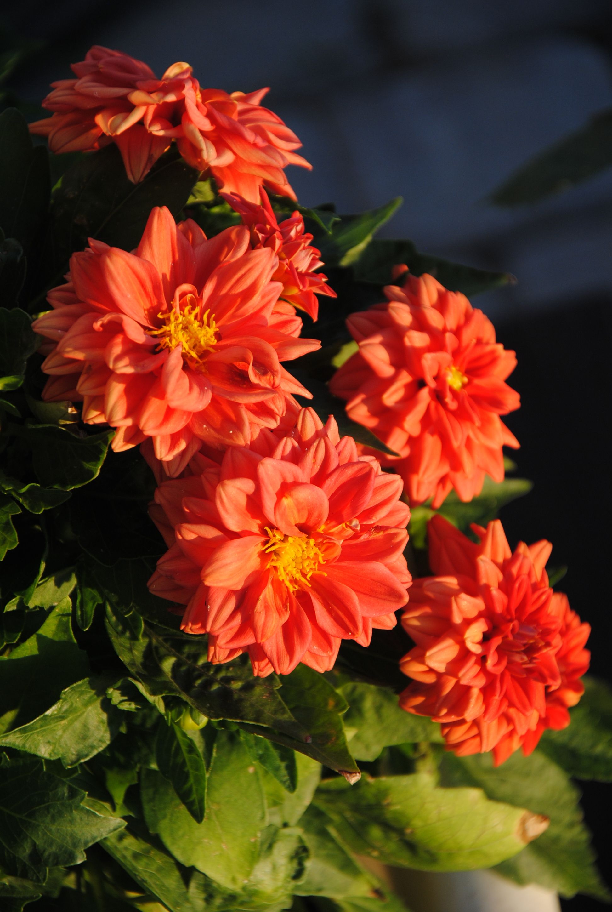[ColoSach]-close-up-of-bright-orange-dahlia-flowers-basking-in-summer-sunlight.