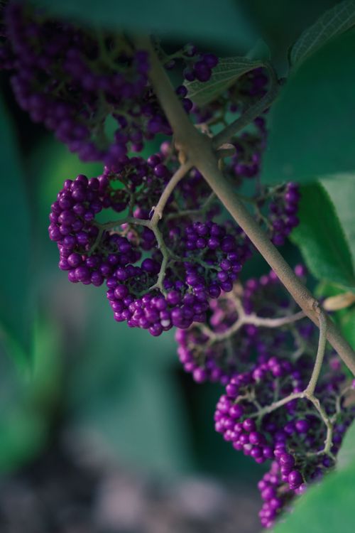 Free Close-up of Callicarpa americana showcasing vibrant purple berries and lush green leaves. Stock Photo