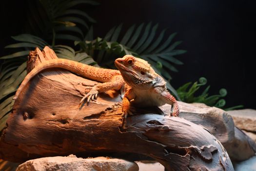 Bearded dragon basking on a wooden log under artificial light in a terrarium.