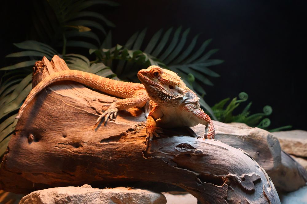 Bearded dragon resting on a wooden log inside a terrarium