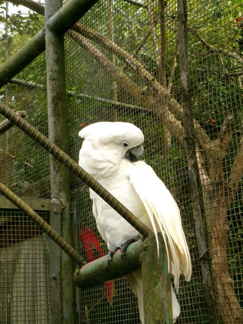 Free White cockatoo cleaning its feathers in an outdoor aviary in Cebu City. Stock Photo