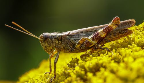 Free Close-up image of a grasshopper perched on vibrant yellow moss highlighting its intricate details. Stock Photo