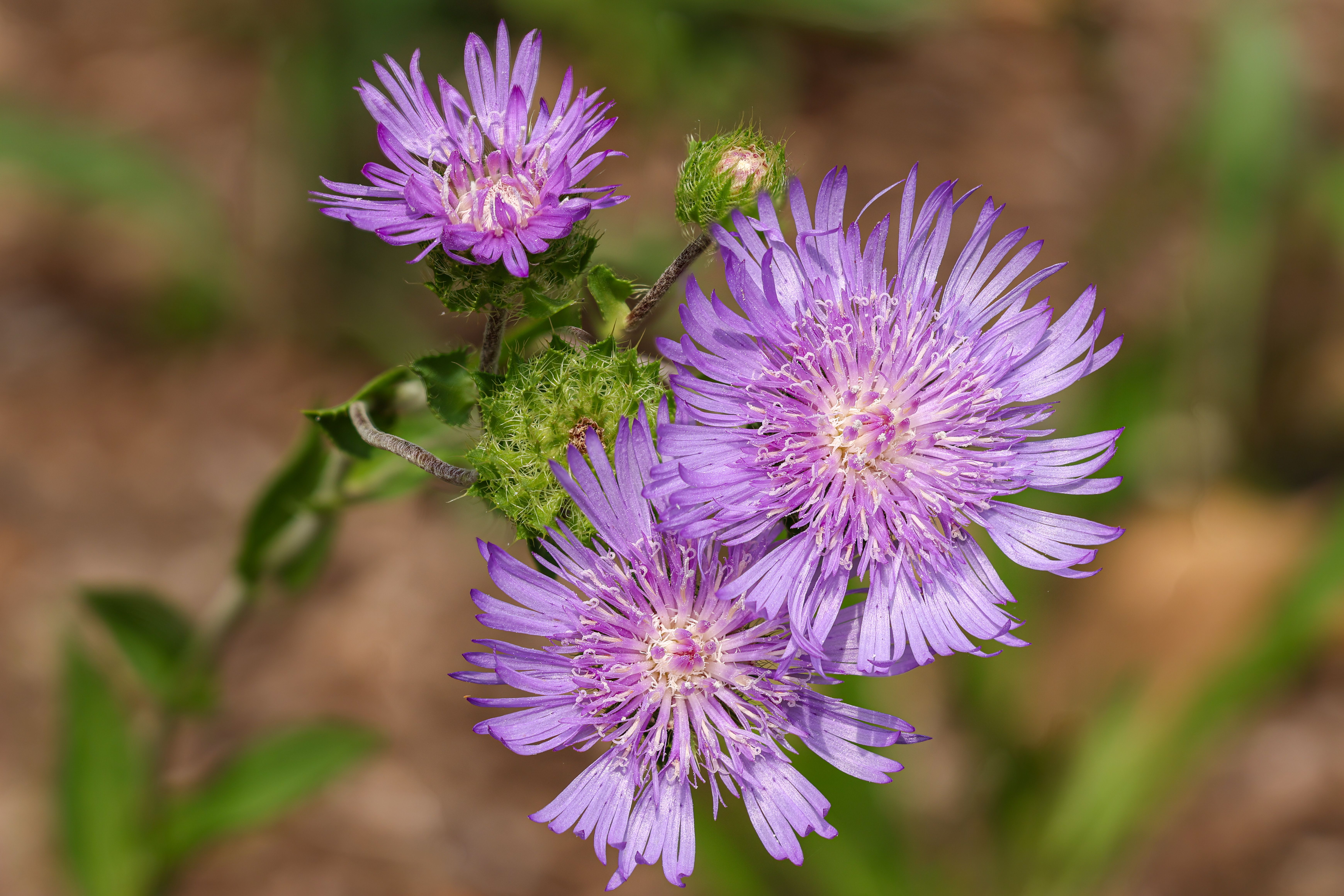 [ColoSach]-vivid-purple-liatris-flowers-in-detailed-close-up-with-soft-green-background.
