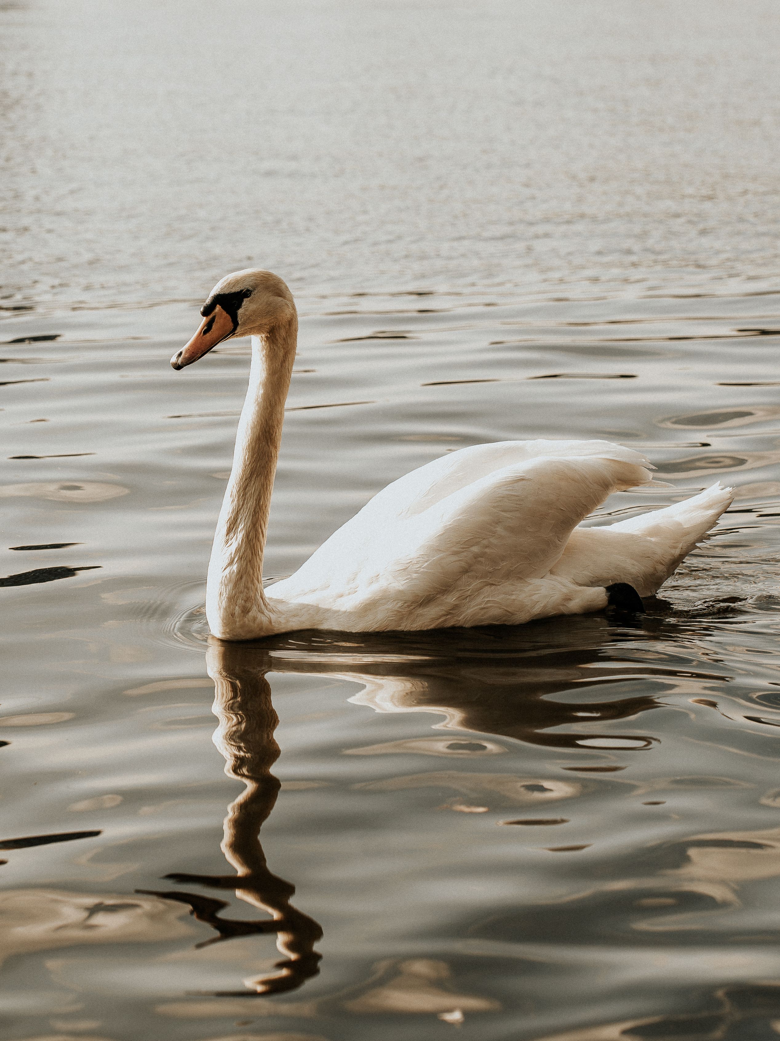A beautiful swan gracefully floating on a calm lake in Hamburg, Germany.