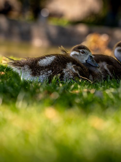 Free Cute ducklings lying on lush grass in a park during a sunny summer day, showcasing nature's serenity. Stock Photo