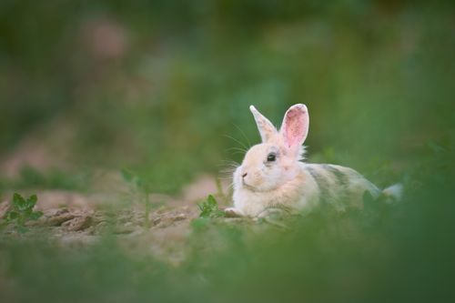 Free Charming rabbit lying in vibrant green grass, showcasing the tranquility and beauty of nature. Stock Photo