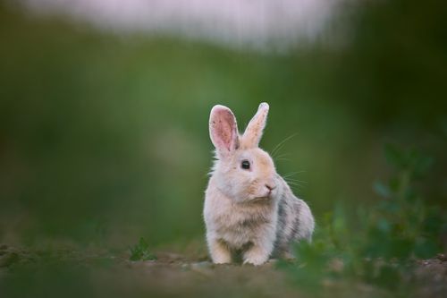 Free A cute rabbit sits on the ground surrounded by fresh green foliage, captured outdoors. Stock Photo
